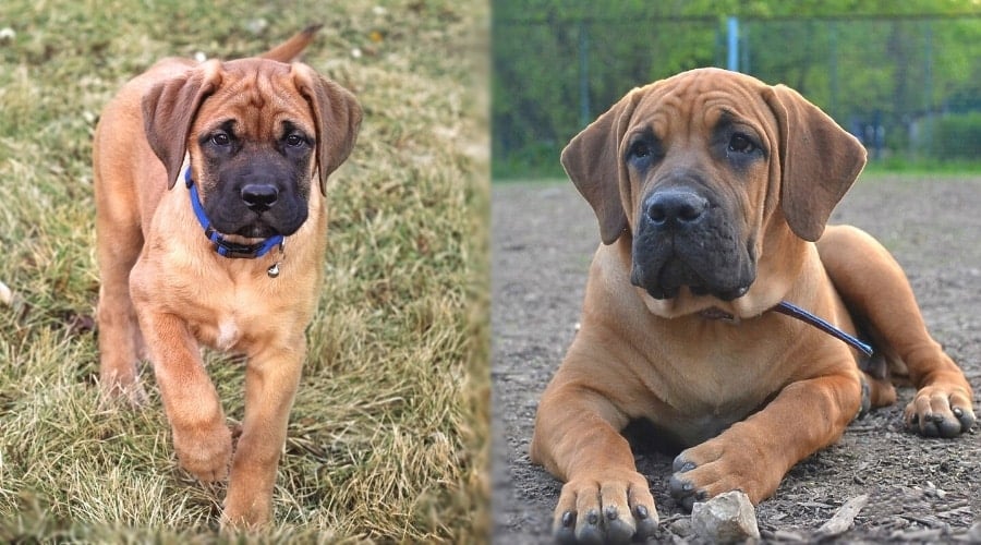 Two Tan Large Breed Puppies