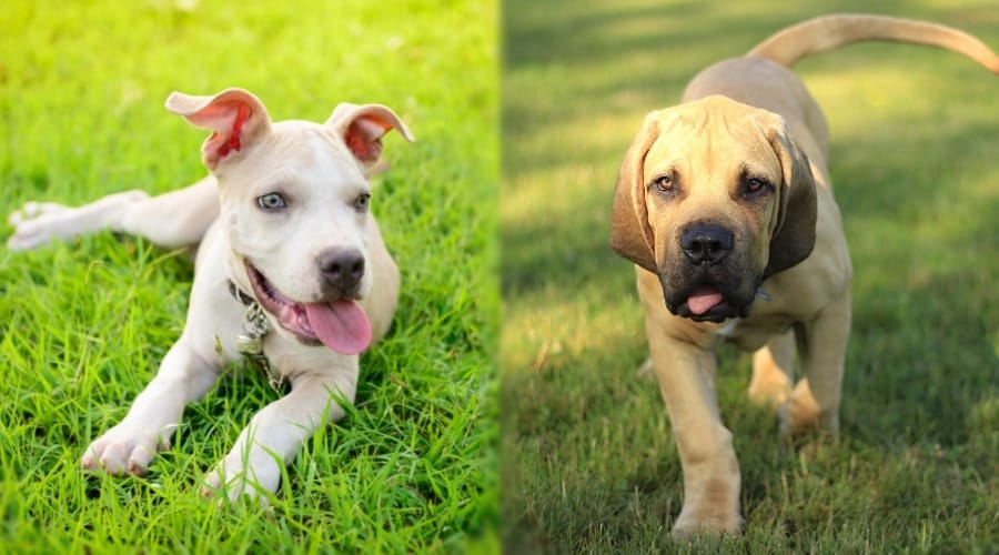 Two Tan Puppies Laying in the Grass