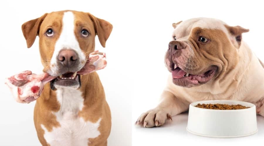 Two Tan and White Dogs Eating Food