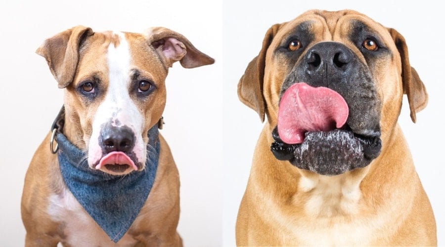 Two Tan and White Dogs Licking Lips