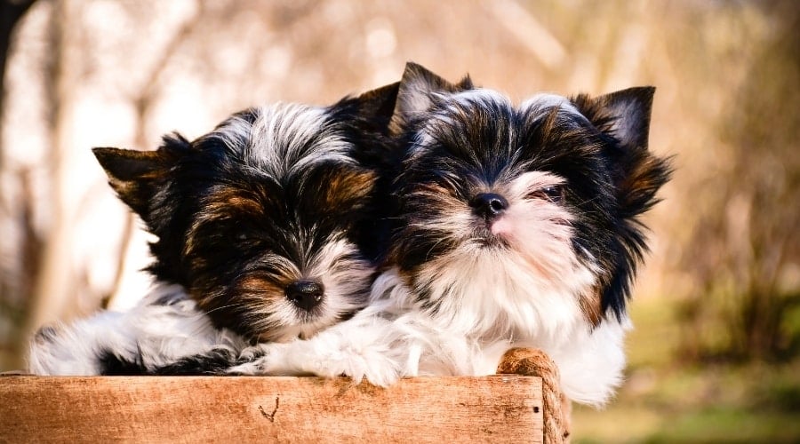 Two Tiny White and Black Puppies in a Box