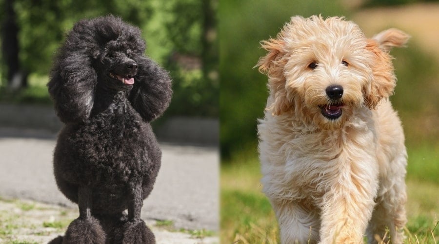 Two Very Healthy Dogs Outdoors