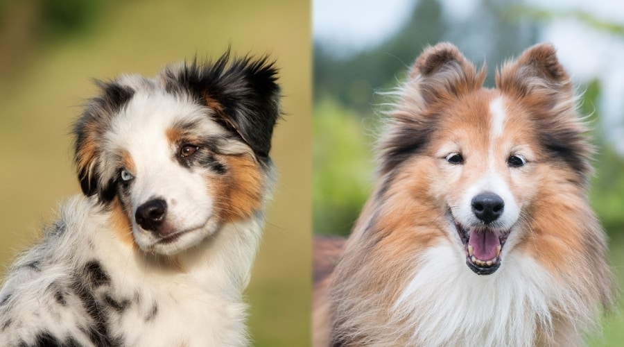 Two Very Hungry Dogs Waiting on Food