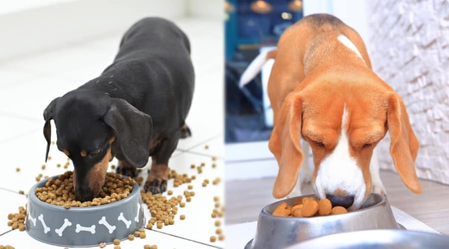 Two Very Small Dogs Eating Dog Food
