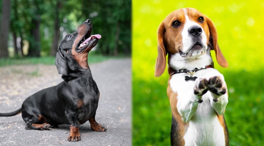 Two Very Small Intelligent Dogs Training