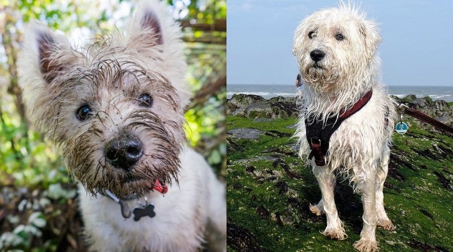 Two Wet White Small Fluffy Dogs