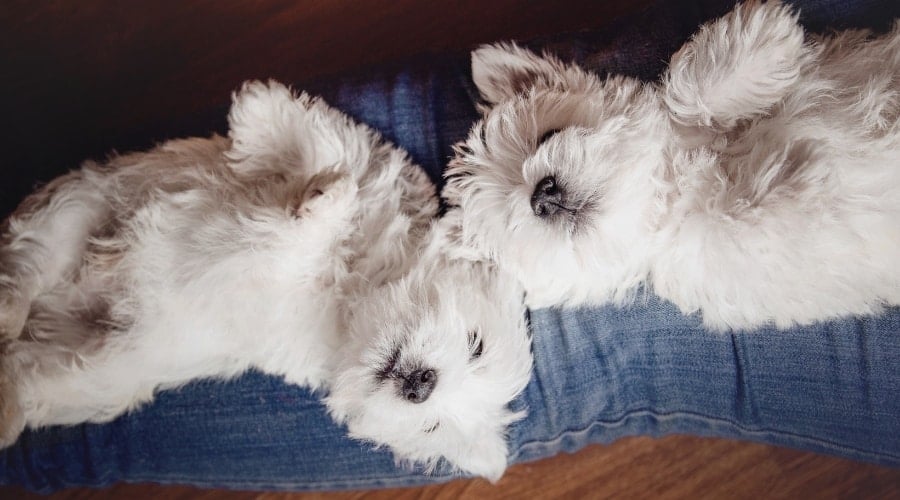 Two White Dogs Laying on a Pair of Human Legs