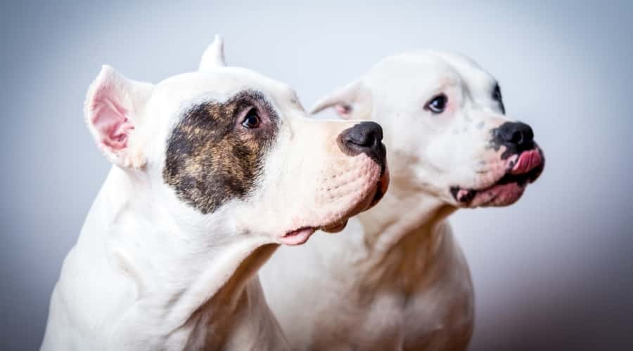 Two White Dogs Looking Left