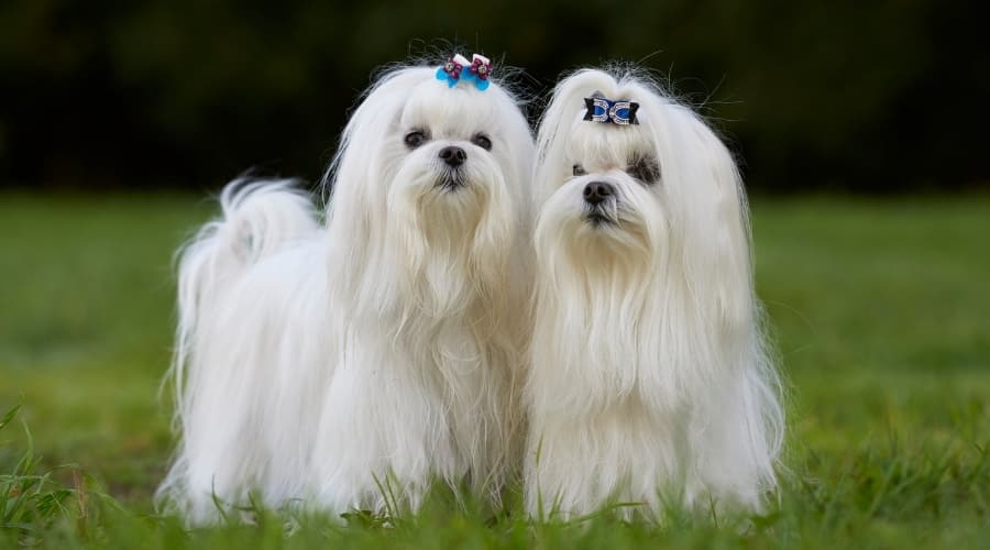 Two White Maltese dogs With Bows Standing Outside