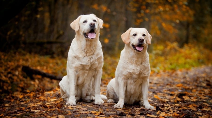 Two White Labs Sitting Outside on an Autumn Day