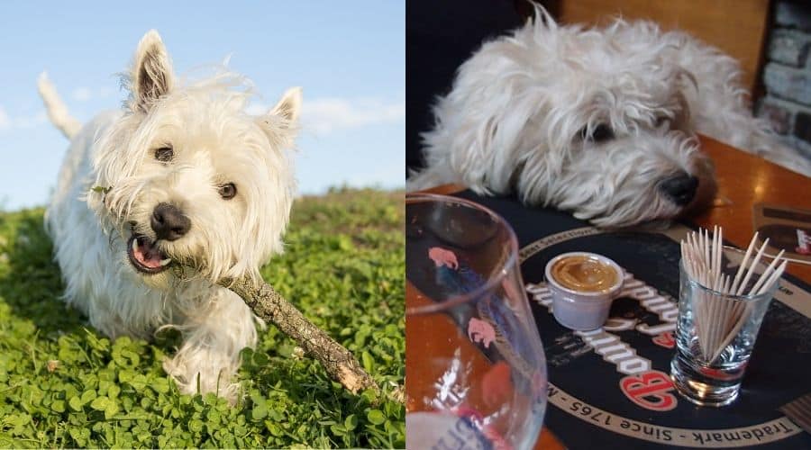 Two White Small Fluffy Dogs Enjoying Life