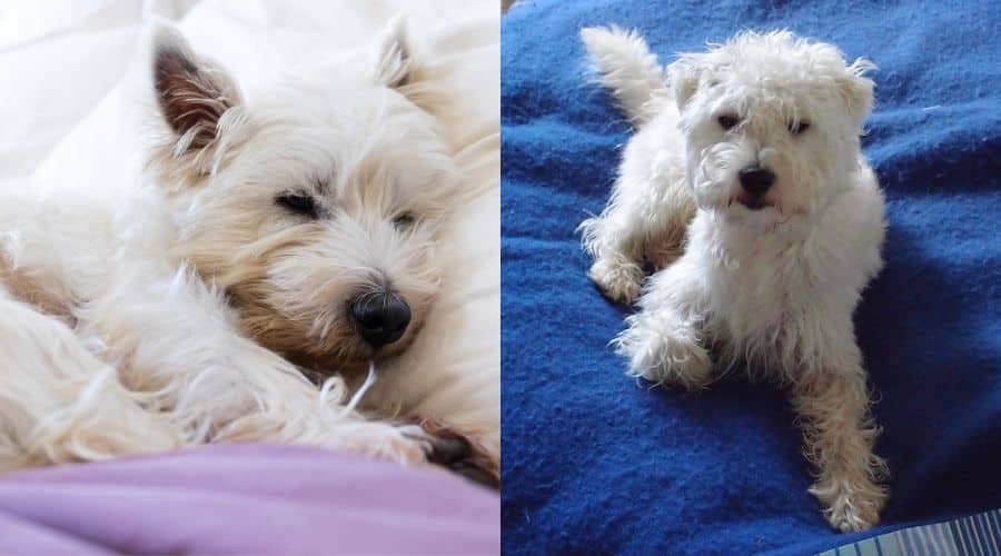 Two White Small Fluffy Dogs Laying Down