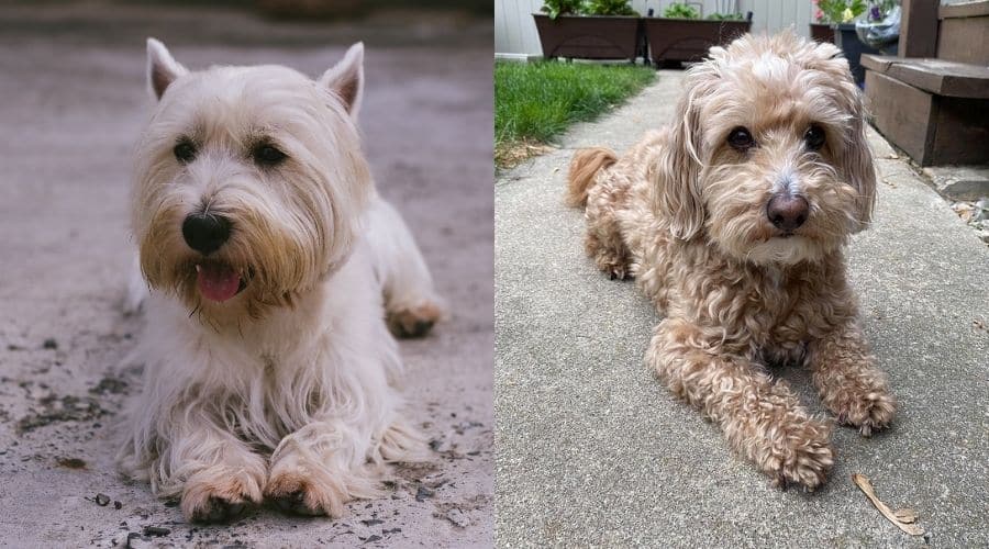 Two White Small Fluffy Dogs Laying on Sidewalk
