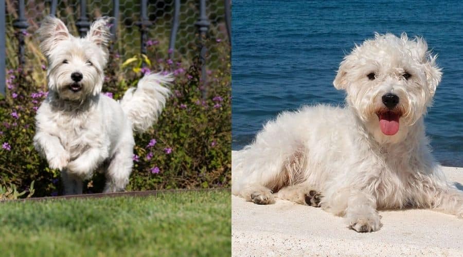 Two White Small Fluffy Dogs Playing