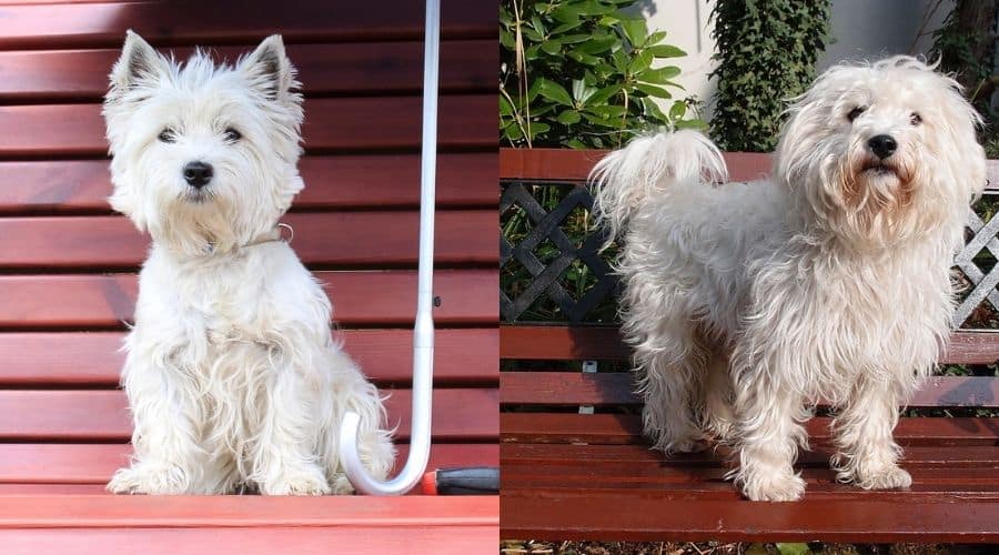 Two White Small Fluffy Dogs Sitting on Bench