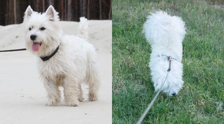 Two White Small Fluffy Dogs Walking on Leash