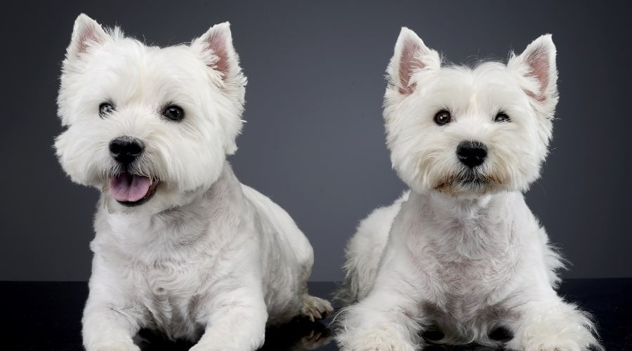 Two White Terriers Sitting