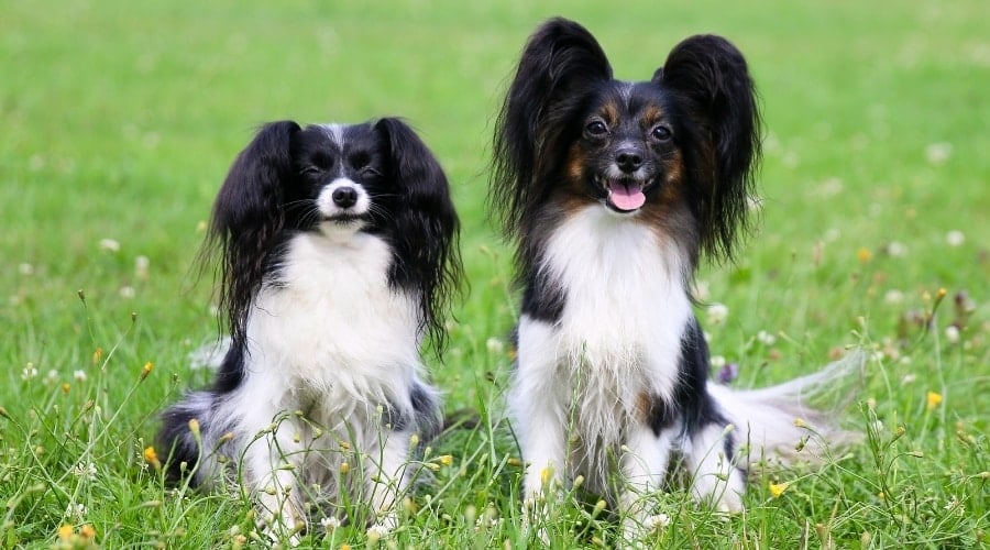 Two White and Black Dogs in a Meadow