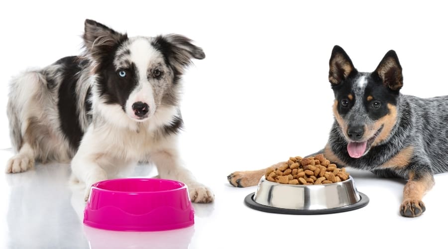 Two Working Dog Breeds Eating Dog Food