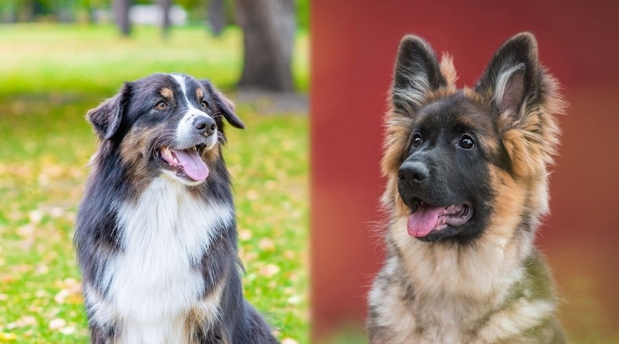 Two Working Dogs Looking at Camera