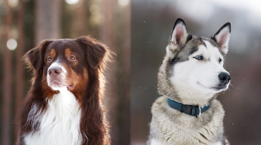 Two Working Dogs Outdoors in Forest