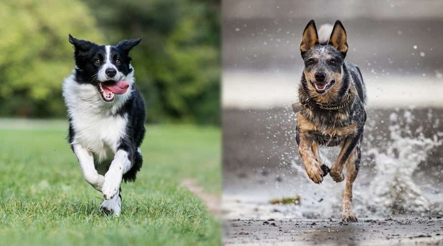Two Working Dogs Running Outdoors