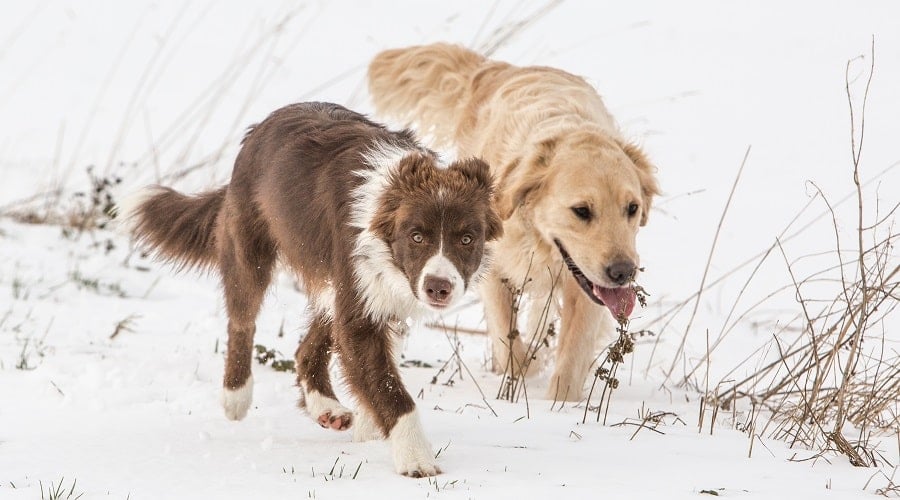 Two Young Dogs Playing Outdoors in the Snow Running