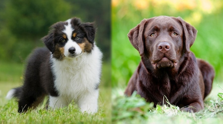 Two Young Dogs Playing in Grass