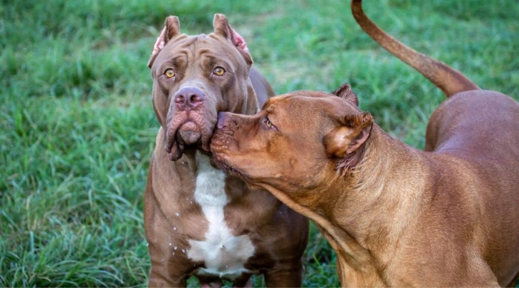Two American Pitbull terriers with brown coats in the lawn