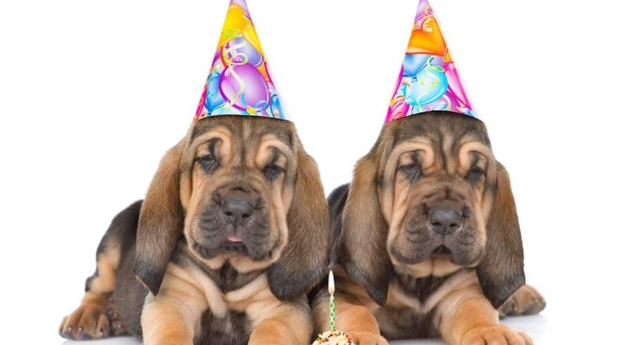 Two bloodhound puppies in birthday hats