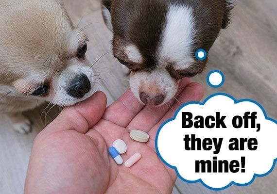 Two chihuahuas competing with each other to eat pills out of owner's hand.