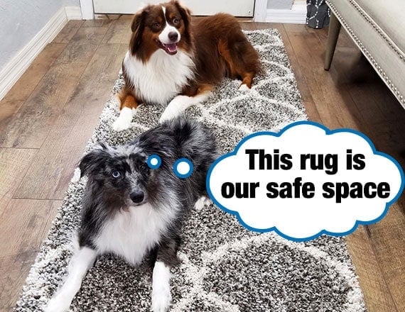 Two collies sitting on shaggy rug that is covering slippery hardwood floor