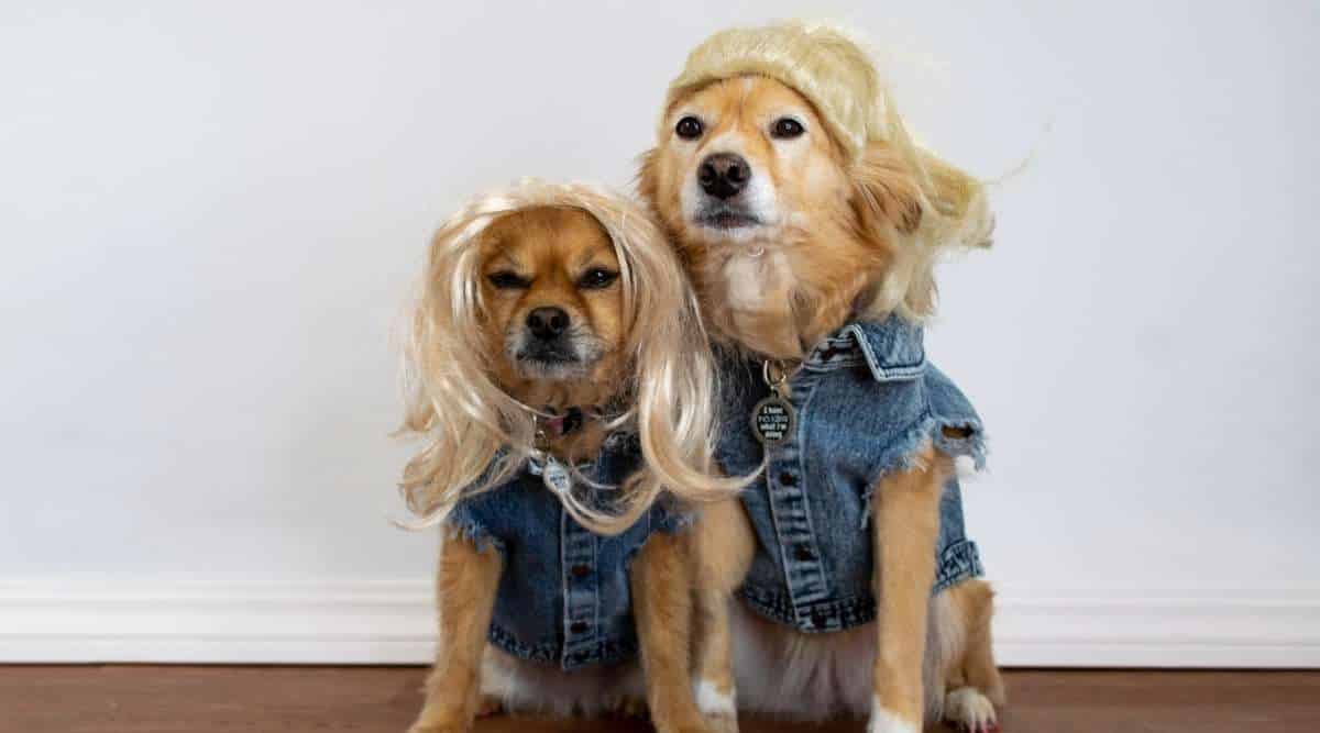 Two cute dogs wearing denim vests and blonde wigs