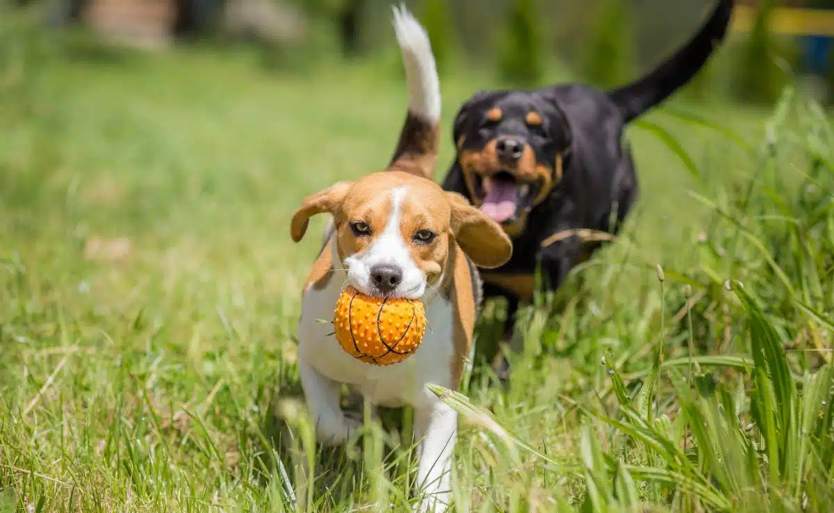 Two dogs chasing a ball outside in field