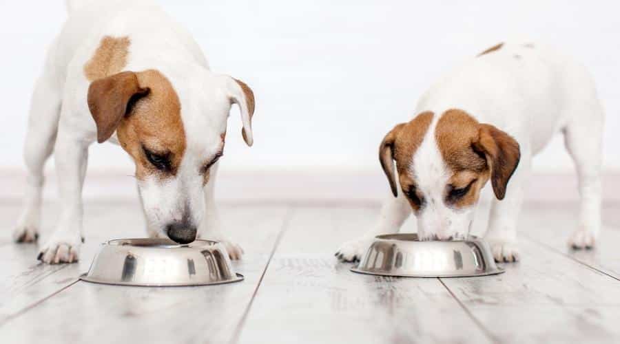 Blue Buffalo vs. Diamond Naturals Which Dog Food Is Better? Canine