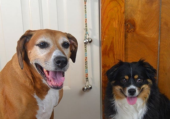 Two dogs helping to review a doorbell that is hanging from a door knob