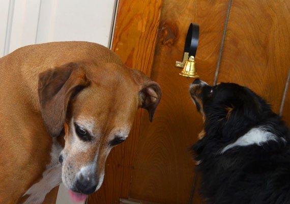 Two dogs helping us review a dog doorbell by testing it with their nose