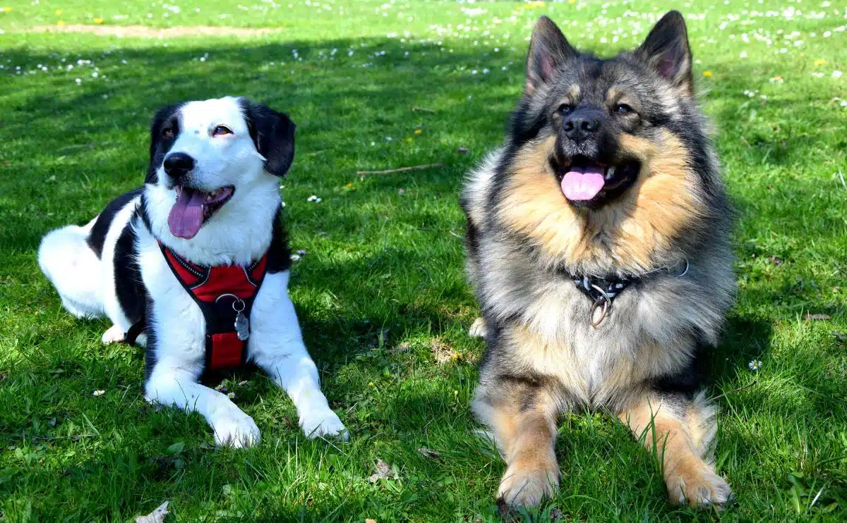 Two dogs laying in the grass