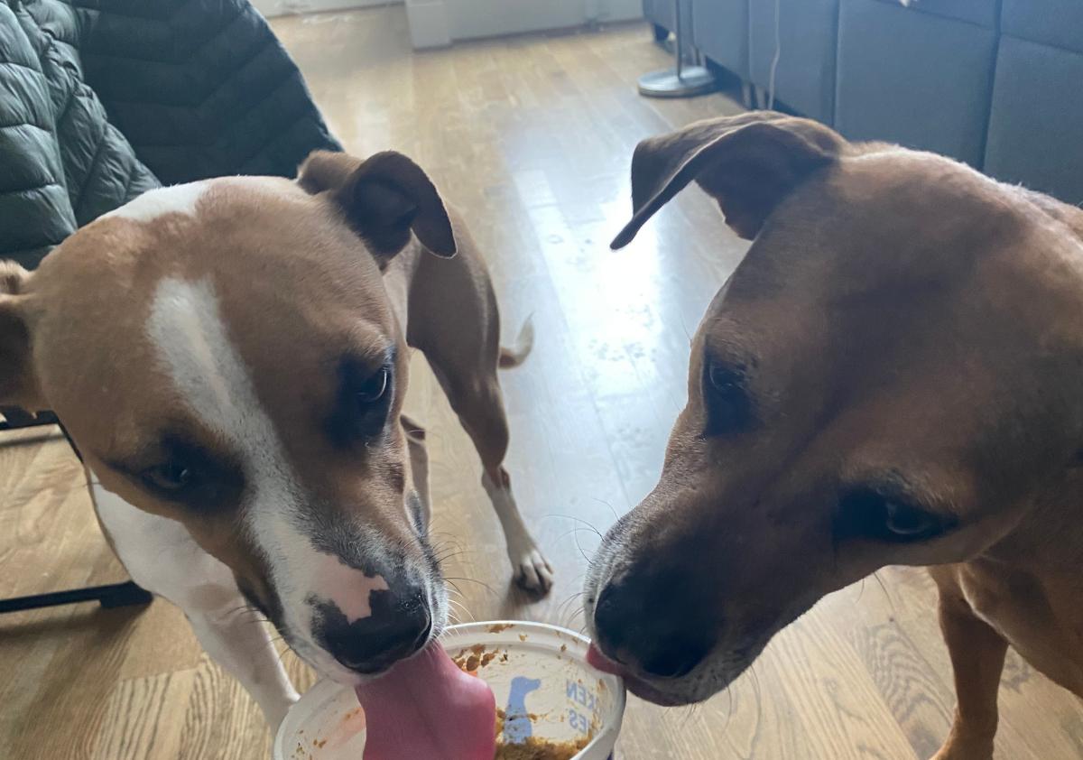 Dogs licking inside of PetPlate dog food container.