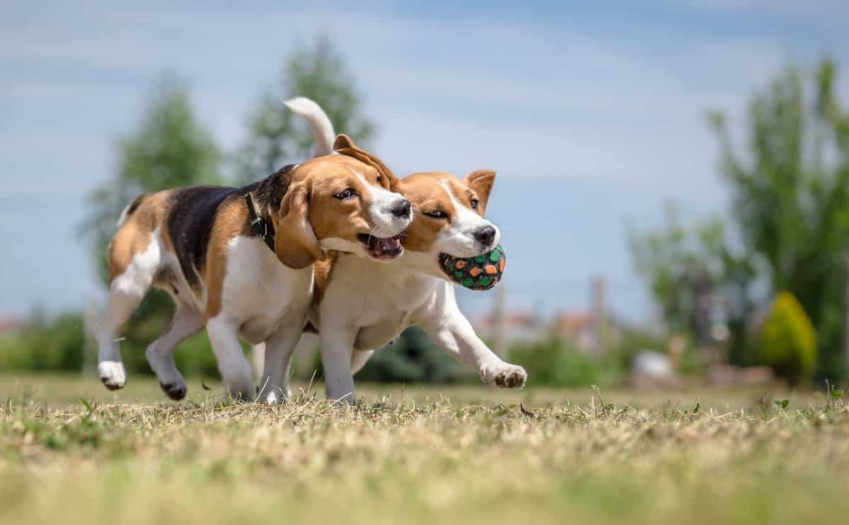 Two dogs running playing with a toy in a field