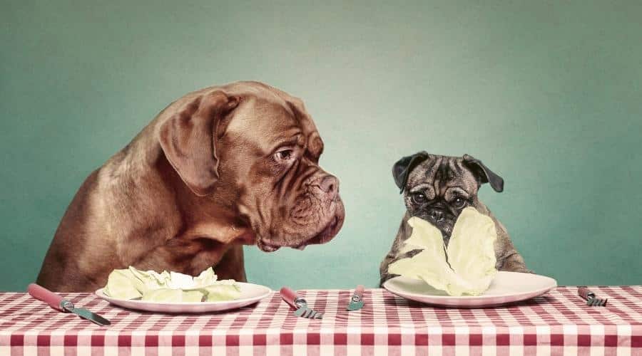 Two dogs sitting at a table with plates of lettuce