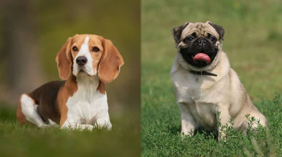 Two Dogs Sitting in a Field