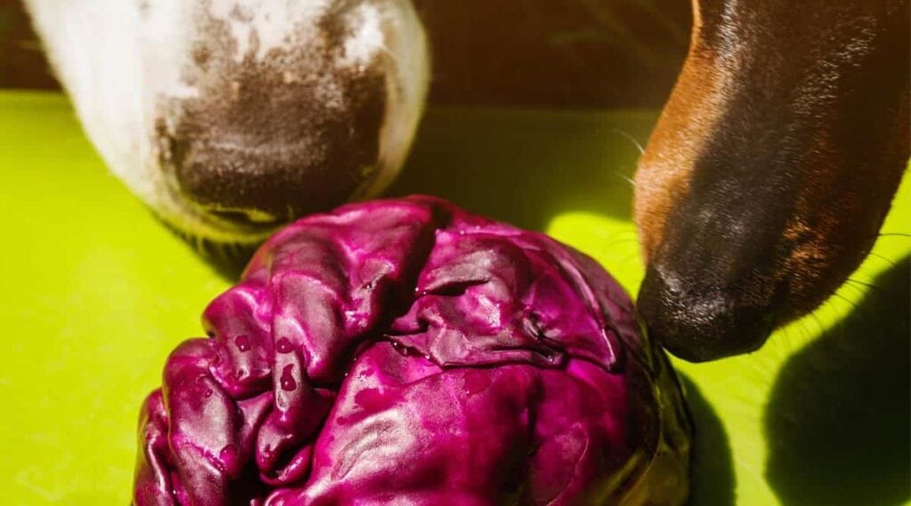 Two dogs sniffing red cabbage.