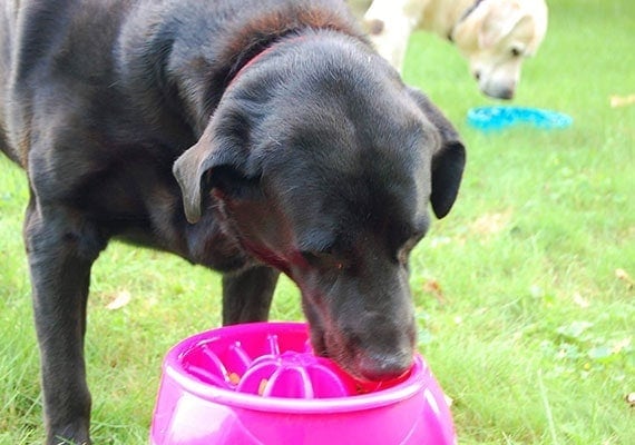 Black dog testing slow-feed dog bowl outside.