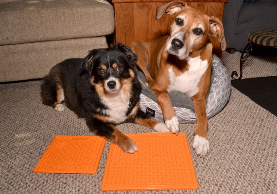 Two dogs waiting patiently to use their lick mats