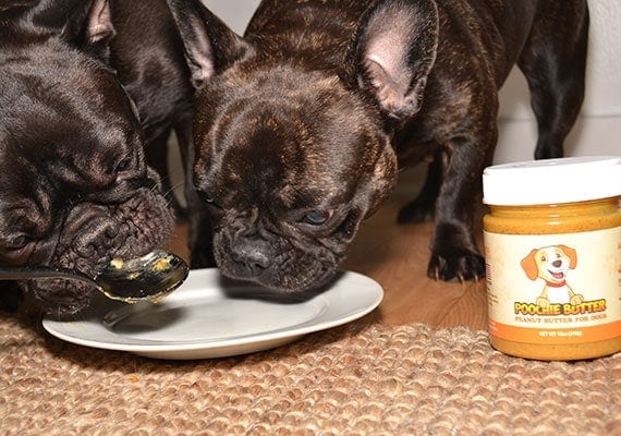 Two french bulldogs licking poochie butter off a spoon