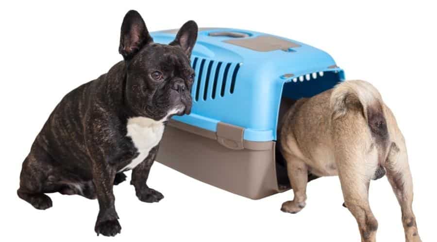 Two frenchies getting in a carrier