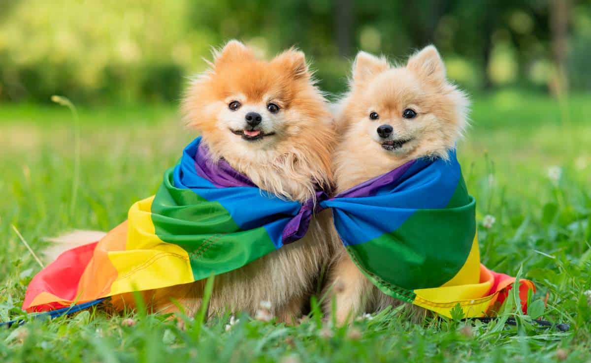 Two happy friends Pomeranian Spitz dogs lying on the grass on rainbow LGBT color flag smiling with tongue out at summer