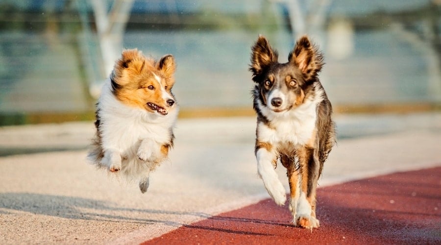 Two sheepdogs outside training