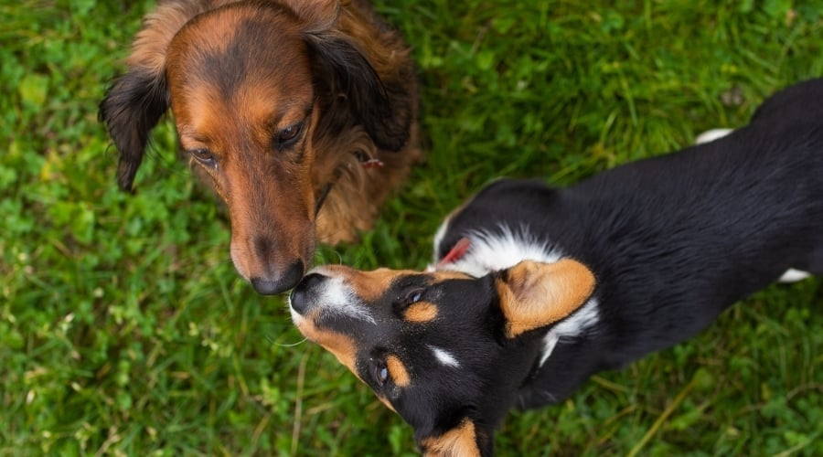 Two small dogs playing outdoors